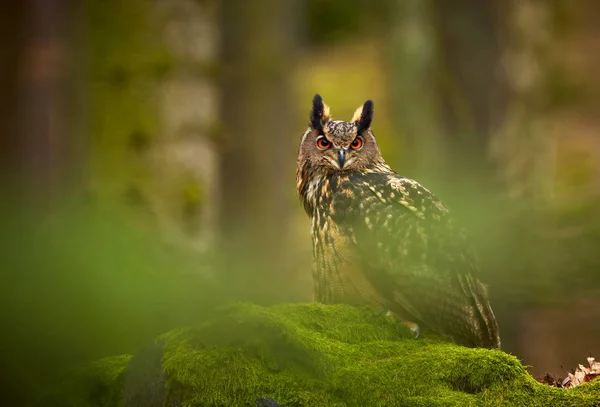 欧亚鹰猫头鹰 布波特斯 在黑暗森林的岩石上选址 绿色森林在背景 大橙色眼睛的野生动物 — 图库照片