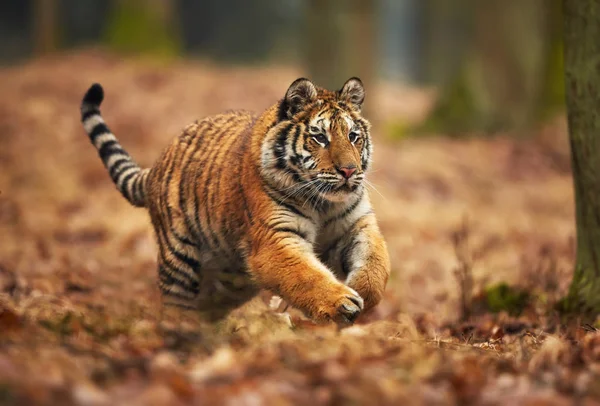 Amur kaplanı ormanda çalışan. Eylem yaban hayatı tehlike hayvan ile sahne. Sibirya kaplanı, Panthera tigris altaica