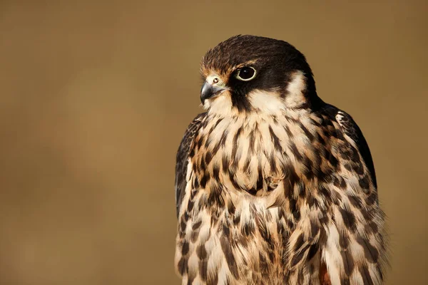 Acercamiento Extremo Cara Halcón Peregrino Falco Peregrinus —  Fotos de Stock