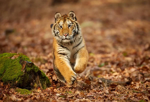 Amur Tiger Running Forest Action Wildlife Scene Danger Animal Siberian — Stock Photo, Image