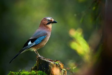 Bayağı alakarga (Garrulus glandarius) güzel resim. Bir kuş bir güdük üzerinde derin bir orman oturuyor. Yaban hayatı sahne Kuhmo, Finlandiya.