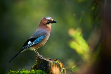 Beautiful picture the Eurasian jay (Garrulus glandarius). A bird sits in a deep forest on a stump. Wildlife scene from Kuhmo, Finland.