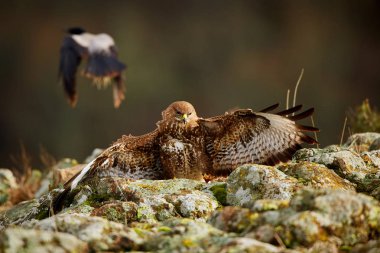 Bayağı şahin (Buteo buteo) avcılık. Eylem olay yerinden Rodop Dağları, Bulgaristan. Vahşi hayvan. 