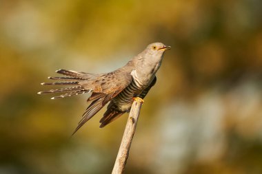 The common cuckoo (Cuculus canorus) in the in beautiful spring light. The cuckoo sits on a branch and calls for a partner. clipart