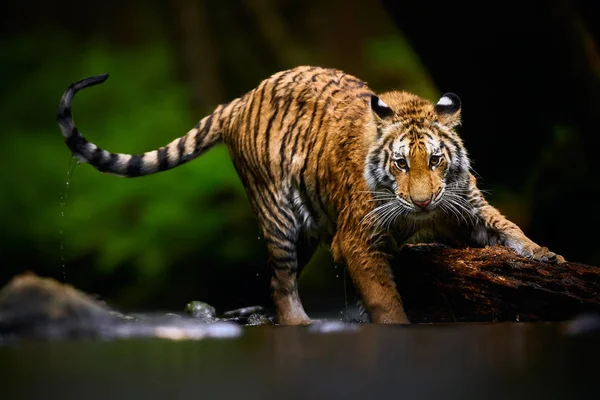 Beautiful Young Siberian Tiger Panthera Tigris Altaica Playing River Big — Stock Photo, Image