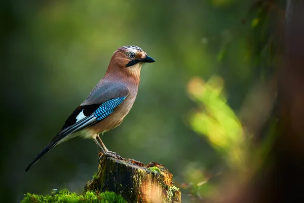 Bayağı alakarga (Garrulus glandarius) güzel resim. Bir kuş bir güdük üzerinde derin bir orman oturuyor. Yaban hayatı sahne Kuhmo, Finlandiya.