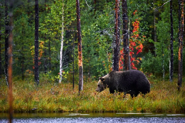 Brown Bear Walking Forest Dangerous Big Bear Nature Taiga Meadow — Stock Photo, Image
