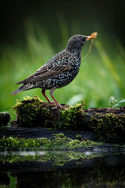 Bella Immagine Dello Storno Comune Sturnus Vulgaris Uccello Sfondo Verde — Foto Stock