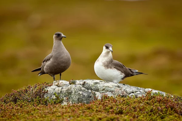 Casal Jaeger Parasita Stercorarius Parasiticus Sentado Uma Pedra Tundra Norueguesa — Fotografia de Stock