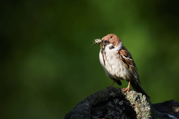 Tree Sparrow Passer Montanus Single Bird Feeds Young Insects Wildlife — Stock Photo, Image