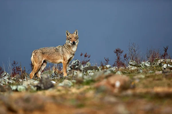 Eurasischer Grauwolf Canis Lupus Lupus Altes Alpha Weibchen Den Bulgarischen — Stockfoto