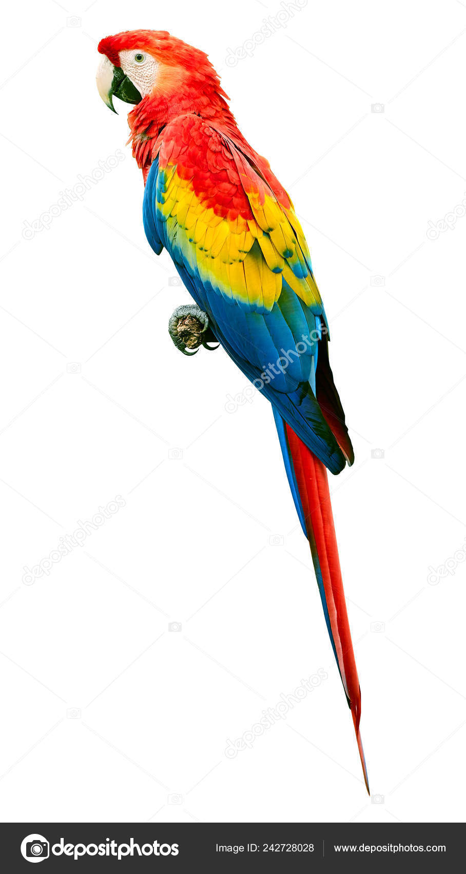 Oiseau Perroquet Ara Ara Macao Isolé Sur Fond Blanc