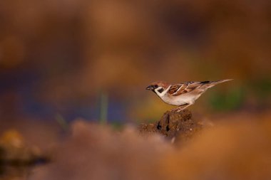 Ağaç serçe, Passer montanus, tek kuş. Güzel fotoğraf ile arka plan bulanık. Yaban hayatı kuş. Çek Cumhuriyeti