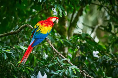 Scarlet Macaws, Ara macao, kuş şube üzerinde oturuyor. Amerika papağanı papağan Kosta Rika. Olay yerinden mecburen orman seviyorum.