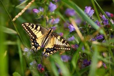 Papilio machaon, Avrupa Swallowtail (ortak sarı Swallowtail). Çiçek kelebek. Çek Cumhuriyeti