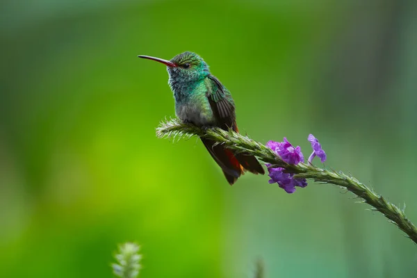 Rode Tailed Hummingbird Amazilia Tzacatl Poseren Een Boomtak Wildlife Scène — Stockfoto