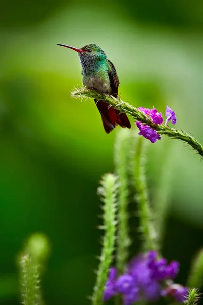 Hummingbird Dalla Coda Rugosa Amazilia Tzacatl Che Posa Ramo Albero — Foto Stock