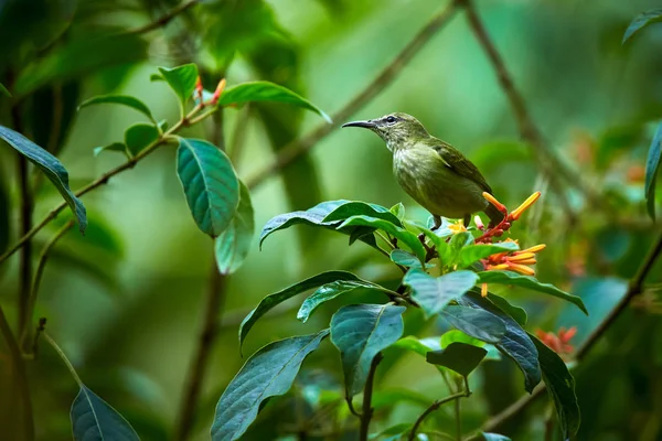 Kırmızı Ayaklı Honeycreeper Cyanerpes Cyaneus Kosta Rika Güzel Kuştan Erkek — Stok fotoğraf