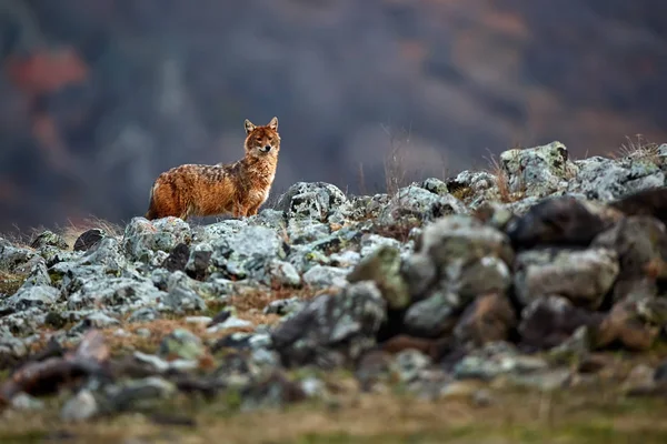 Goldschakal Canis Aureus Den Bergen Wildszene Aus Bulgarien Wildtier — Stockfoto