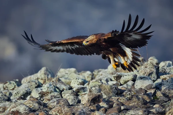 Águia Dourada Aquila Chrysaetos Com Grande Envergadura Asas Animal Selvagem — Fotografia de Stock