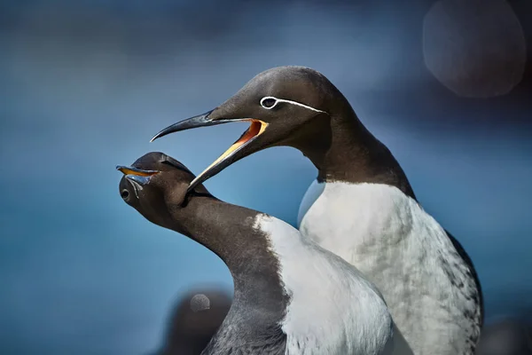 Guillemot Comum Uria Aalge Cena Romântica Norwai Animais Selvagens Ilha — Fotografia de Stock