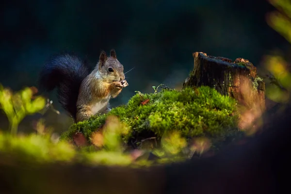 Rotes Eichhörnchen Oder Eurasisches Rotes Eichhörnchen Sciurus Vulgaris Das Dunklen — Stockfoto