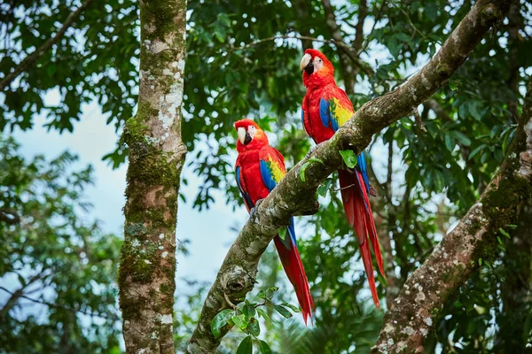 Büyük kızıl Macaws, Ara macao, dal üzerinde oturan iki kuş çifti. Kosta Rika Amerika papağanı papağan çifti. Olay yerinden mecburen orman seviyorum.