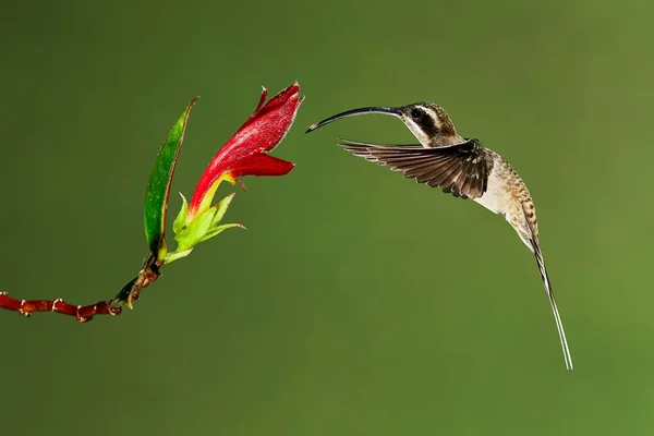Kosta Rika fotoğrafı uzun gagalı ermiş (Phaethornis longirostris). Yaban hayatı sahne form yağmur ormanları. Sinekkuşu nektar çiçek gelen emmek.