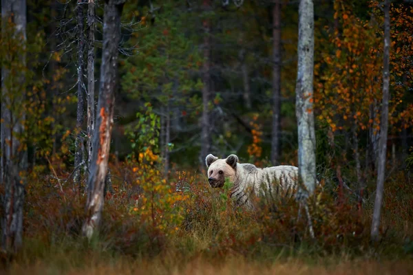 来自芬兰的大棕色棕熊 Ursus Arctos 美丽的棕熊在湖面上漫步与秋天的颜色 — 图库照片