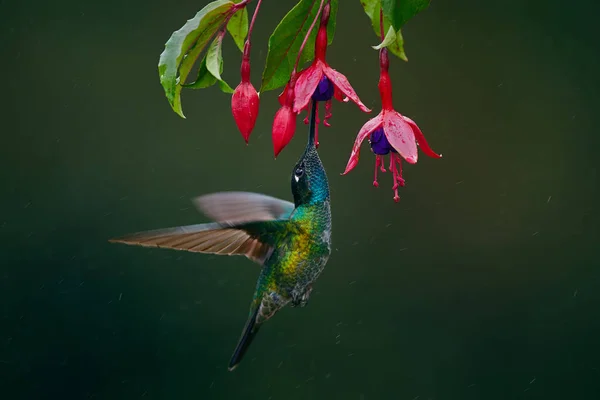 Magnífico Colibrí Eugenes Fulgens Fotografiado Costa Rica Vida Silvestre Forma — Foto de Stock