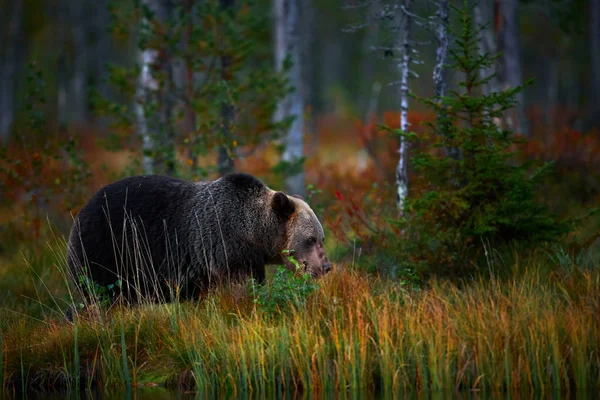 Big Brown Brown Bear Ursus Arctos Finland Beautiful Brown Bear — Stock Photo, Image