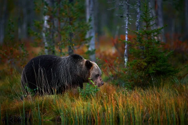 าตาลต วใหญ Ursus Arctos จากฟ นแลนด าตาลท สวยงามเด นรอบทะเลสาบด วยส — ภาพถ่ายสต็อก