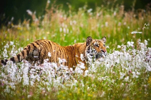 아무르 호랑이 숲에서 실행입니다 장면입니다 시베리아 호랑이 티그리스 Altaica — 스톡 사진