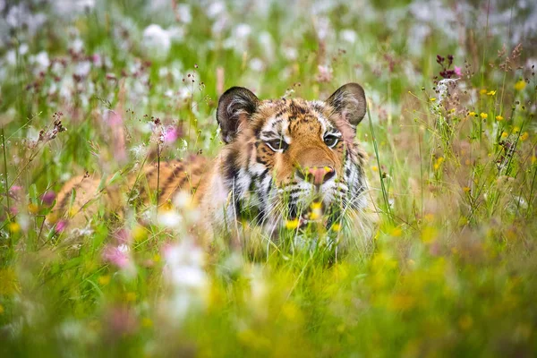 Amur Tiger Läuft Wald Action Tierwelt Szene Mit Gefährlichen Tieren — Stockfoto