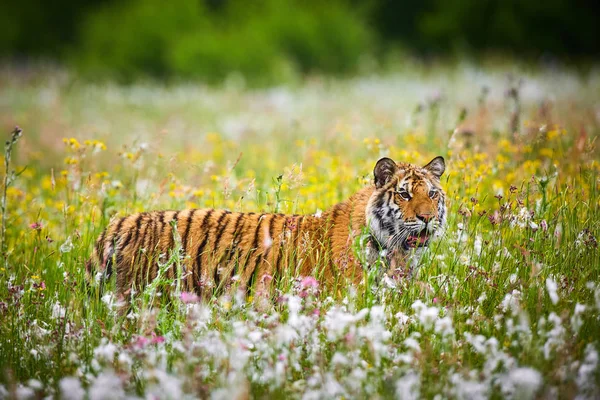 Amur Tiger Running Forest Action Wildlife Scene Danger Animal Siberian — Stock Photo, Image