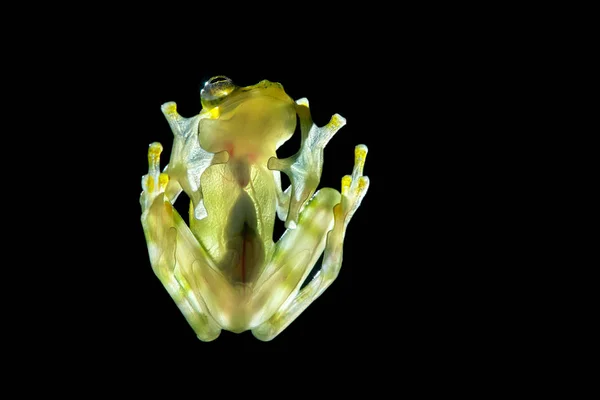 パスアレンジメント ガラス カエル Raticulated ガラスのカエル Hyalinobatrachium Valerioi ヴィット表示器官 ハートビート コスタリカの熱帯雨林 — ストック写真
