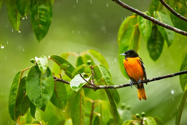 Baltimore Sarıasma Sarilik Galbula Yağmurda Dalı Kosta Rika Yaban Hayatı — Stok fotoğraf