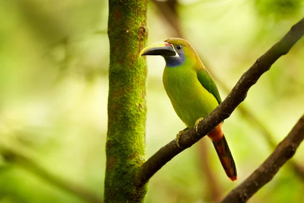 Toucanet Niebieski Perlisty Aulacorhynchus Caeruleogularis Najmniejszy Toucan Costa Rica Egzotycznych — Zdjęcie stockowe