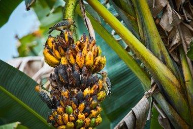 Hoffmanns ağaçkakan (Melanerpes hoffmannii) muz tee ile beslenir. Kosta Rika'dan vahşi yaşam sahnesi.