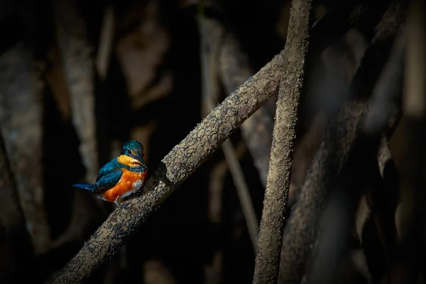 Amerikan Pigmy Kingfisher Chloroceryle Aenea Güzel Kingfisher Tarcoles Nehri Kosta — Stok fotoğraf