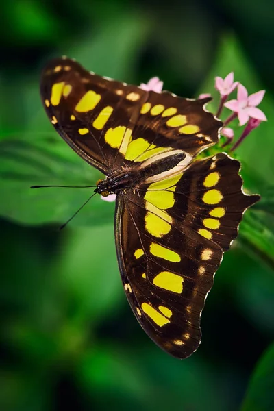 Beautiful butterfly on a flower King Swallowtail (Papilio thoas) — Stock Photo, Image