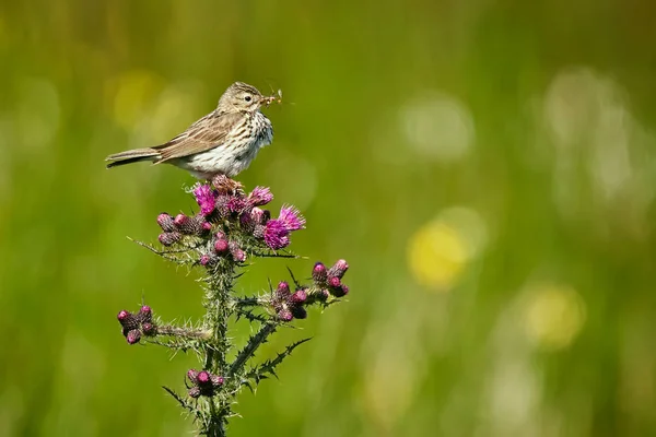 Wiesenpieke - anthus pratensis sitzend auf carduus - carduus cri — Stockfoto