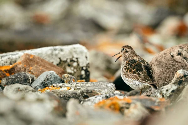 Sandpiper roxo (Calidris maritima) na praia de Varangerfjo — Fotografia de Stock