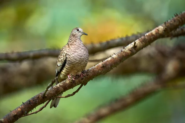 Die inca taube oder mexikanische taube (columbina inca). ein Vogel sitzt o — Stockfoto