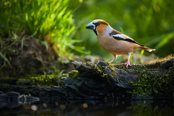 Büyük gagalı bir kuşun güzel bir fotoğrafı. Hawfinch (Coccot — Stok fotoğraf