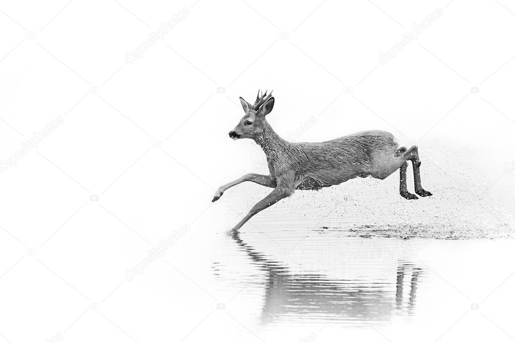 Emotion black and white photo, roe deer - capreolus capreolu run