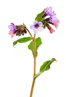 Lungwort tıbbi (Pulmonaria officinalis) tıbbi bitki