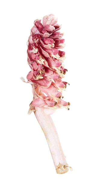 Lathraea squamaria, the common toothwort spring medicinal plant. — Stock Photo, Image