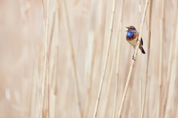 Blåhalsen (Luscinia svecica). Djurliv scen från tjeckisk natur. Fågel i naturmiljön. Fågel som sitter på en gren och sjunger vårsånger. — Stockfoto