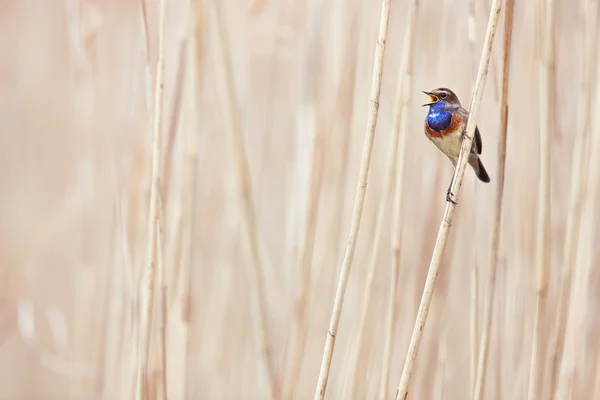 Bluethroat (Luscinia svecica). Çek doğasından vahşi yaşam sahnesi. Doğadaki kuş yuvası. Bir dala oturmuş bahar şarkıları söylüyor. — Stok fotoğraf